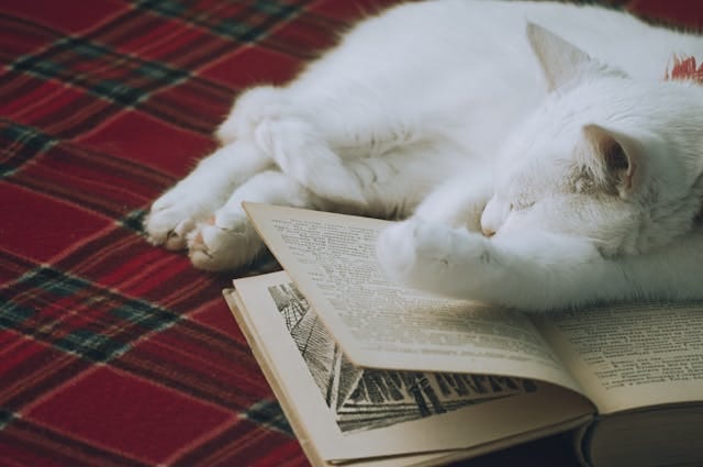 livre sur les chats